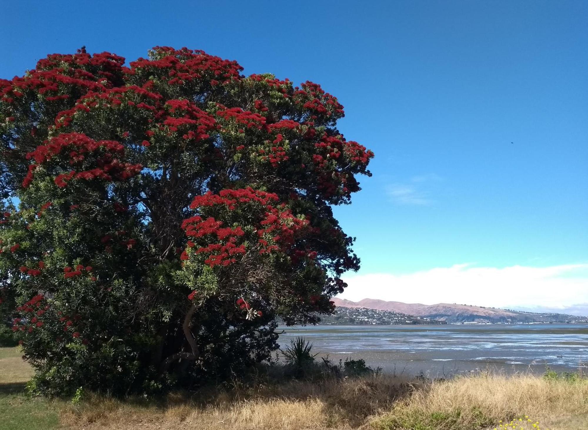 South Brighton Holiday Park Christchurch Exteriör bild